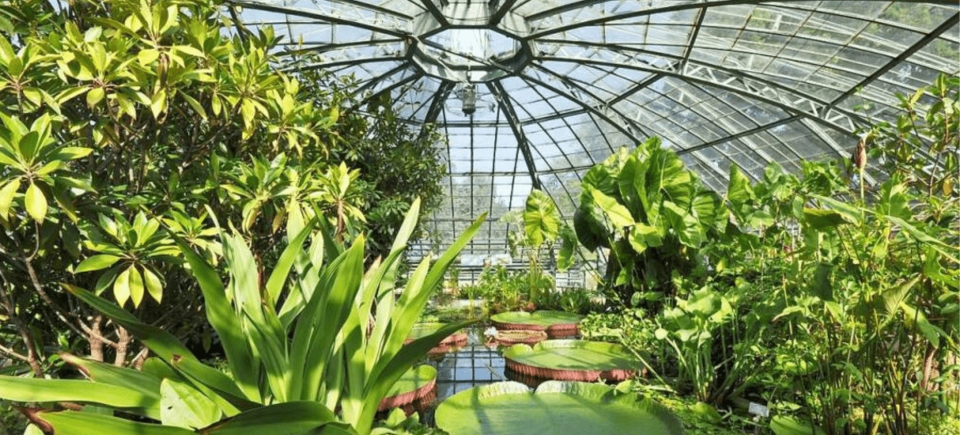 Luxuriante serre exotique avec de grandes feuilles vertes et un bassin de nénuphars sous une structure vitrée élégante.